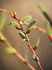 Blooming willow branch