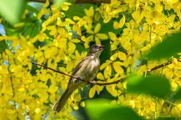 Bulbul perched on a branch