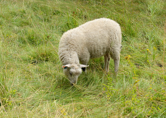 Naklejka na ściany i meble White sheep on pasture