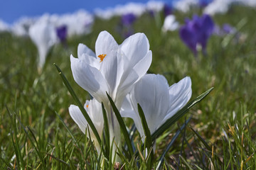 Spring flowers. Blooming crocuses in mountains. Glade primroses. Solar landscape. Nature