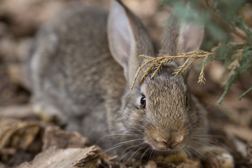 Rabbit is Beautiful Animal of Nature