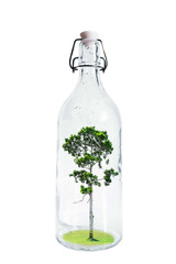 A tree inside glass bottle, abstract concept of savings an nature, isolated on white background