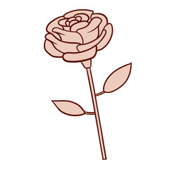 This is the illustration of a rose