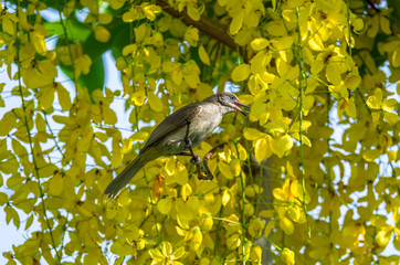 Bulbul perched on a branch