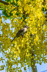 Bulbul perched on a branch