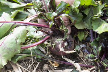 Mano recogiendo una remolacha ecológica, Gran Canaria, España