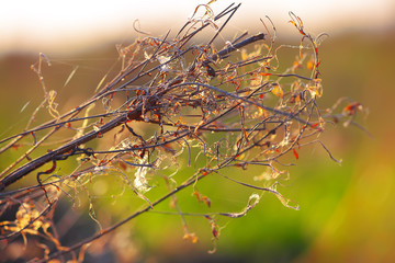 Dried flowers and plants on a background sunset