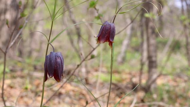 Wild Fritillaria Ussuri (Fritillaria ussuriensis Maxim.) blooms in May, growing in meadows and along the river valleys. Primorsky Krai, Russia.