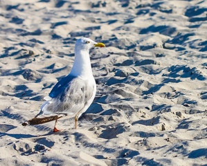 Fototapeta premium Seagull