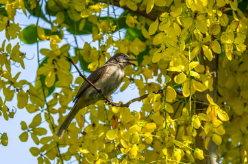 Bulbul perched on a branch