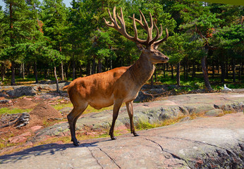 Old Red deer (Cervus elaphus)