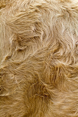 vintage style brown cow fur background