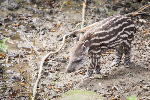Bébé Tapir Terrestre Stock Photo And Royalty Free Images On - 