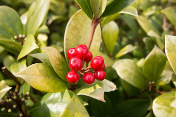 Skimmia berries