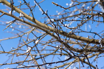 Fototapeta na wymiar Winter tree branches