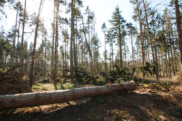 Fototapeta premium Tall trees fallen after storm
