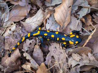 Fire Salamander