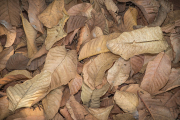 dry leaves