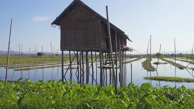 Floating gardens on Inle Lake, Myanmar (Burma), 4k
