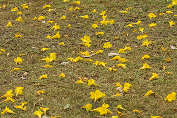 Leak yellow flowers on the lawn.