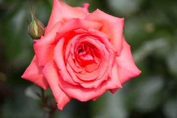 Beautiful pink rose close up