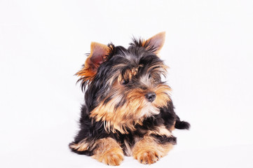 Little Yorkshire terrier puppy on a white background