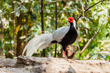 Fototapeta premium Male silver pheasant