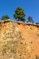 Fototapeta na wymiar Soil cross section, pine tree and blue sky