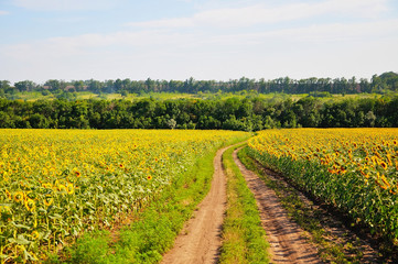 Fototapeta na wymiar Landscape with a dirt road in sunflower fields