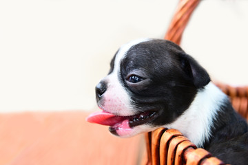 boston terrier puppy dog in basket