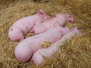 Pig sleeping in straw