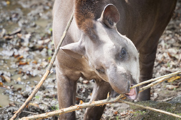 Fototapeta premium Portrait de tapir terrestre en train de macher