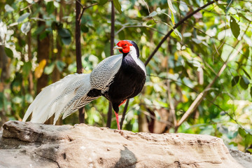 Male silver pheasant