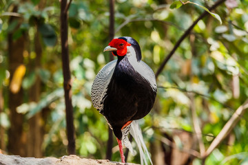Male silver pheasant