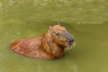 Capybara (hydrochoerus hydrochaeris)