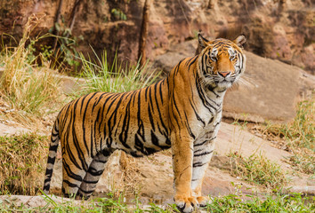 Obraz premium An Indian tiger in the wild. Royal, Bengal tiger