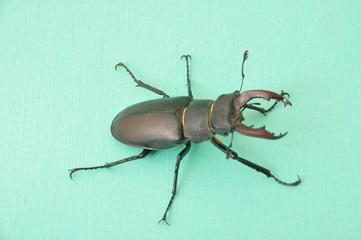 Stag beetle - Lucanus cervus