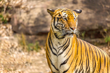 An Indian tiger in the wild. Royal, Bengal tiger