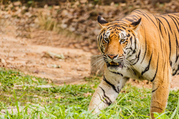 An Indian tiger in the wild. Royal, Bengal tiger