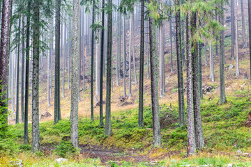 fir trees on a meadow down the will to coniferous forest in fogg