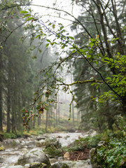 landscape with mountains trees and a river in front