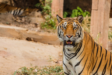 An Indian tiger in the wild. Royal, Bengal tiger