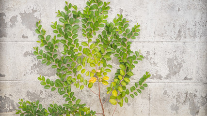 green plant growing against a white wall