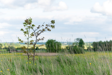 trees in beautiful forest in autumn