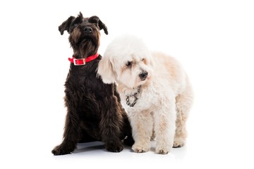 Small white and black dogs