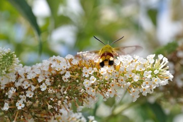 hummingbird hawk-moth on a flower