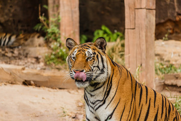 An Indian tiger in the wild. Royal, Bengal tiger