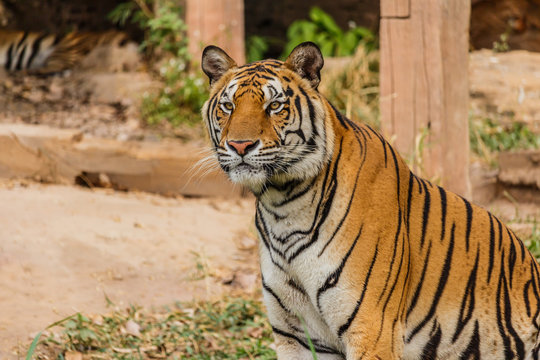 An Indian tiger in the wild. Royal, Bengal tiger