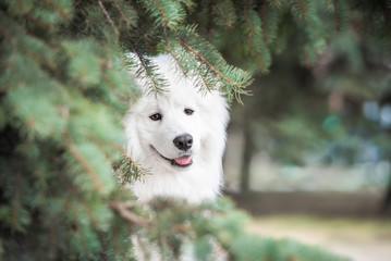 Beautiful portrait of samoyed dog sitting in the the branches of a tree