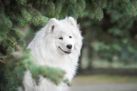 Beautiful portrait of samoyed dog sitting in the the branches of a tree
